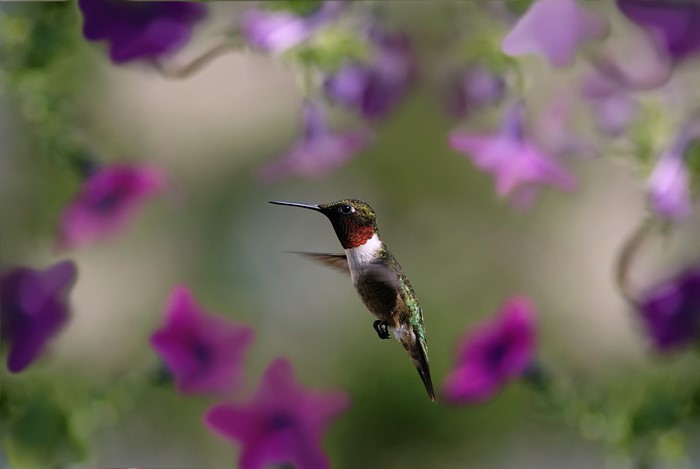 Ruby-throated hummingbird hovering near purple flowers
