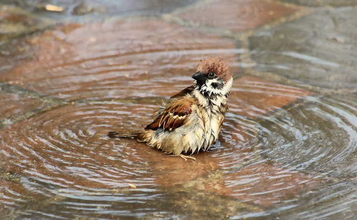 A sparrow bathing in water on stone tiles