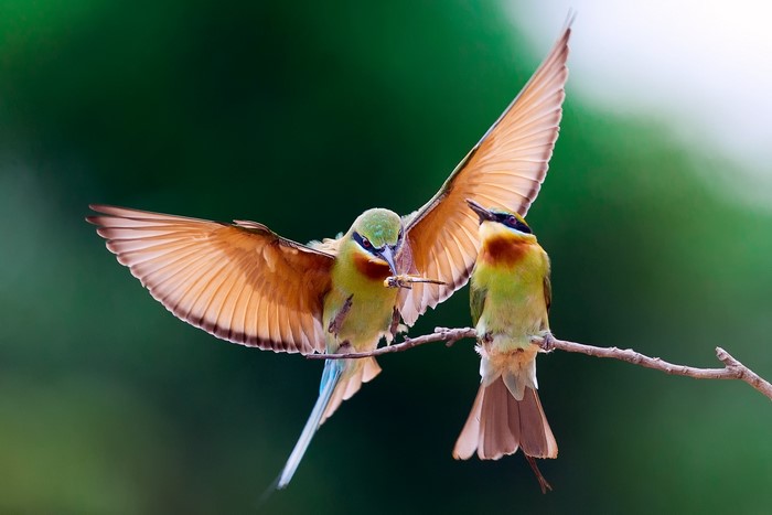 Two Blue-tailed Bee-eaters on a branch