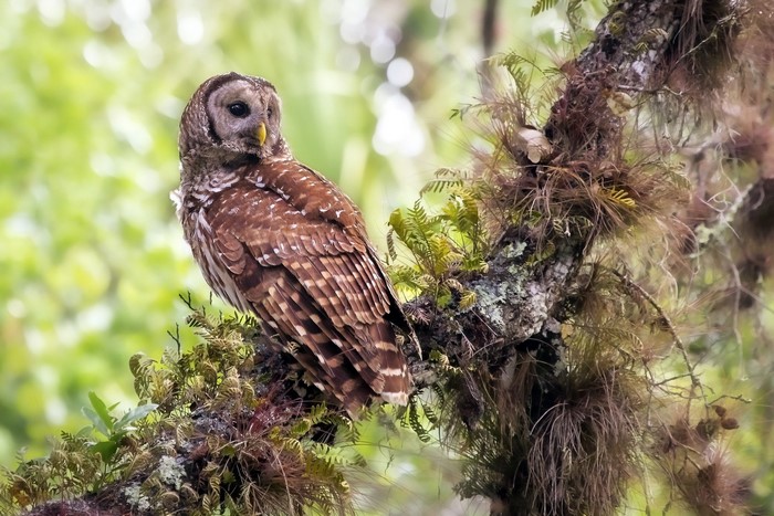 Barred owl perched on a mossy tree branch