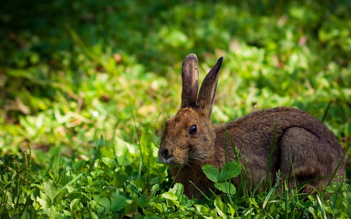 Brown rabbit sitting in green grass