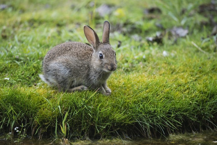 A rabbit sits on the grass near water