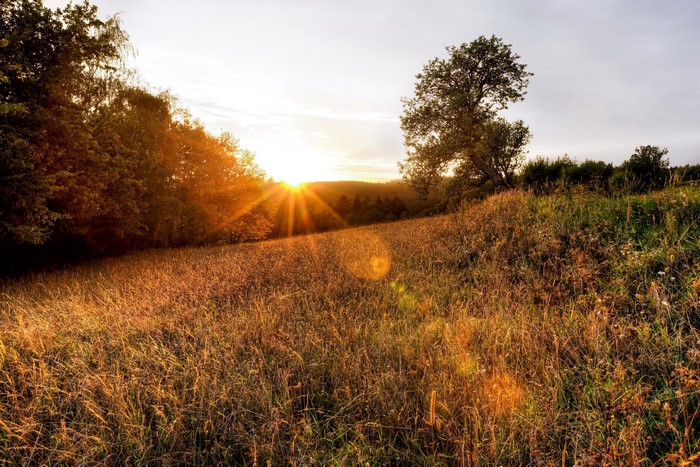 Sunset over a field with trees