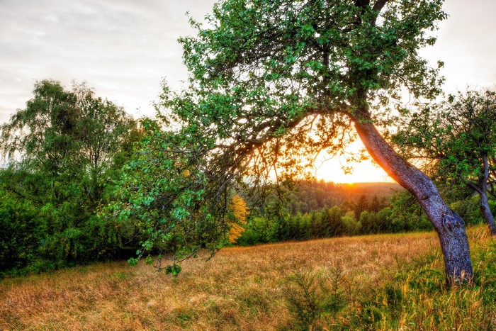 Sunset over a field with trees