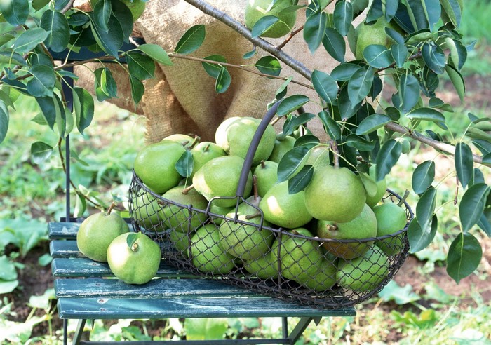 Basket of green pears on a wooden bench