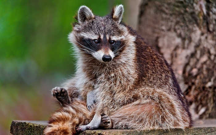 A raccoon sitting on a wooden surface