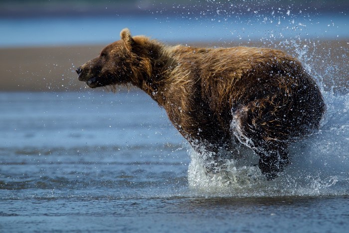 Brown bear running through water