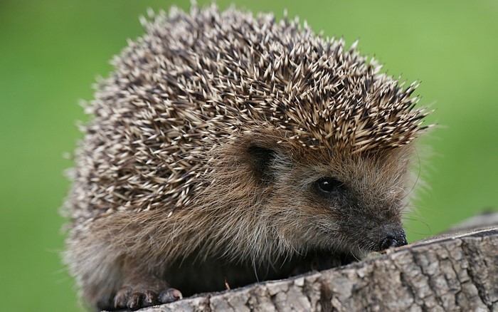 Hedgehog on a log with green background