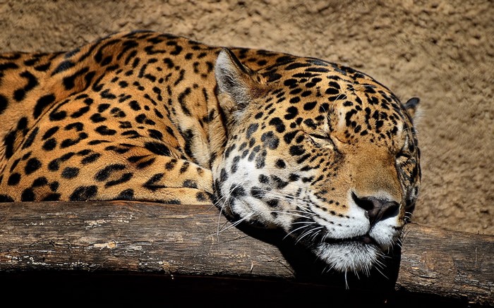 Jaguar sleeping on a log