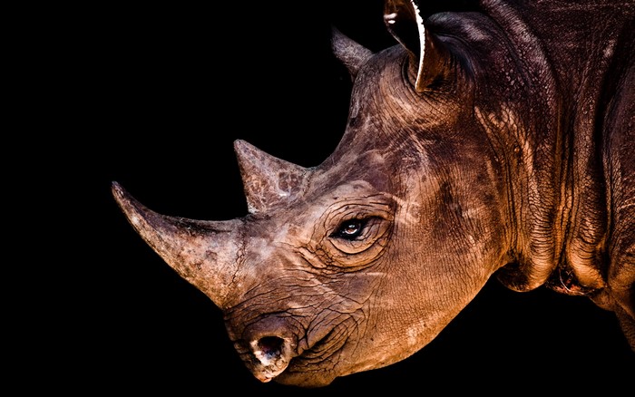 Close-up of a rhinoceros head
