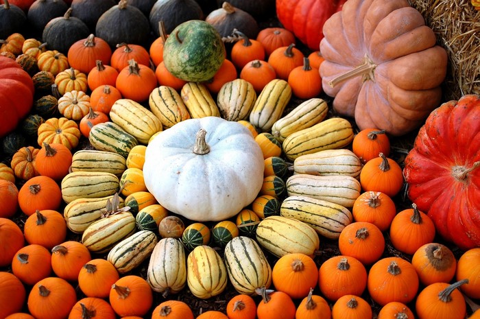 Assortment of pumpkins and gourds