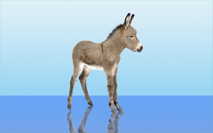 A young donkey stands on a reflective surface