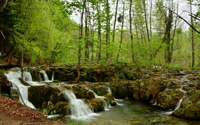 Waterfalls and stream in a lush green forest