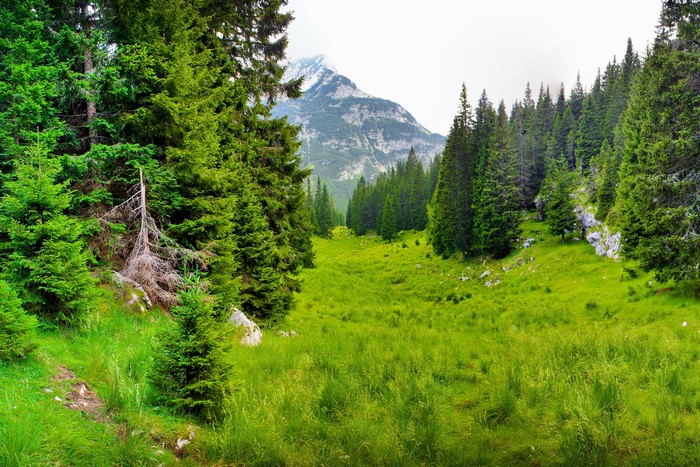 Forest path leading to a mountain valley