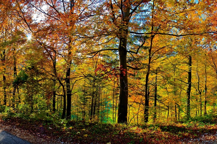 Autumn forest with sunbeams