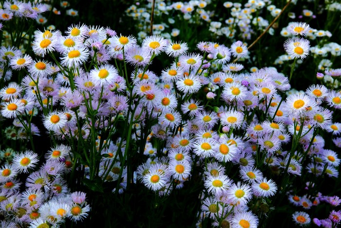 Field of white and purple daisies with yellow centers