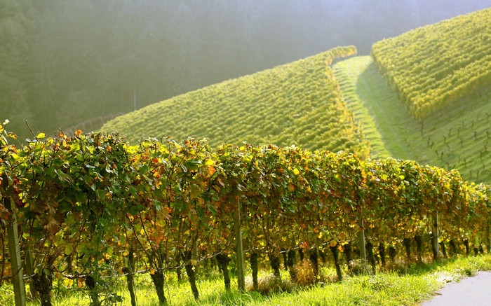 Vineyard on a Hillside in Sunlight