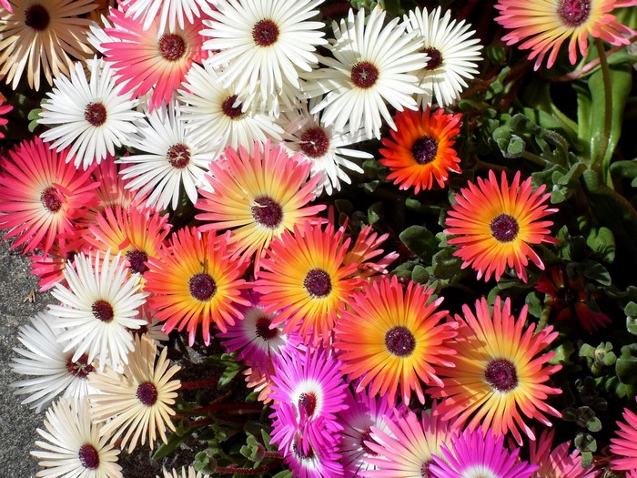 Colorful Ice Plant Flowers in Bloom