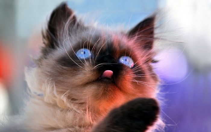 Close-up of a fluffy cat with blue eyes