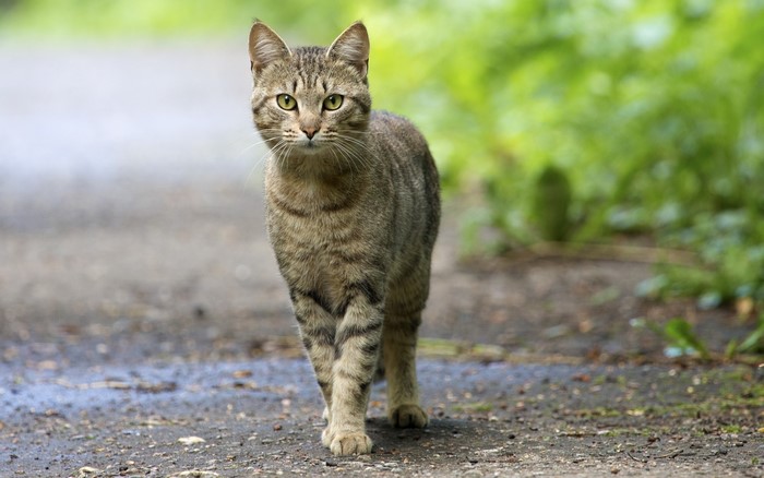 A tabby cat walks on a path
