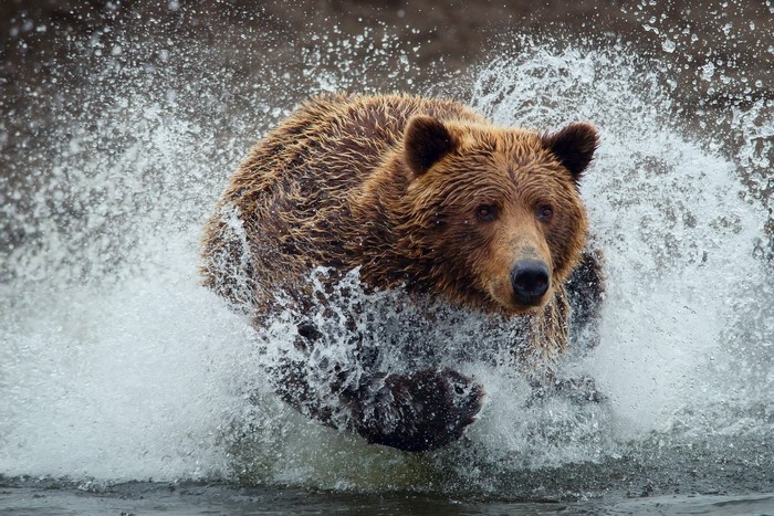 Brown bear running through water