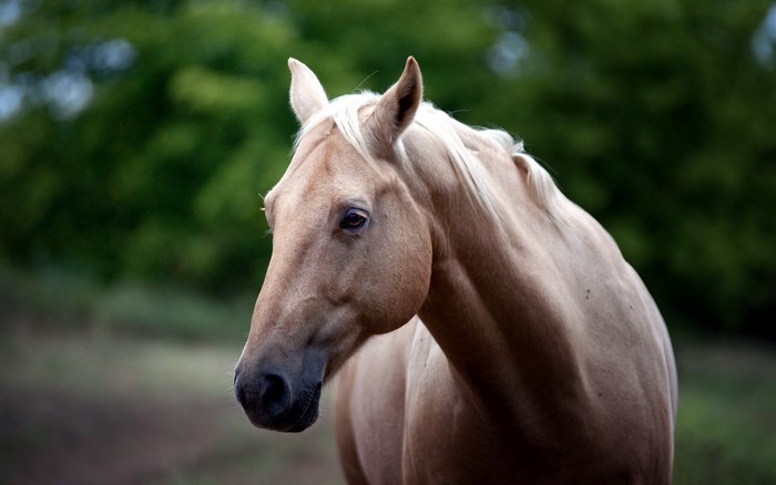 Palomino horse in a field