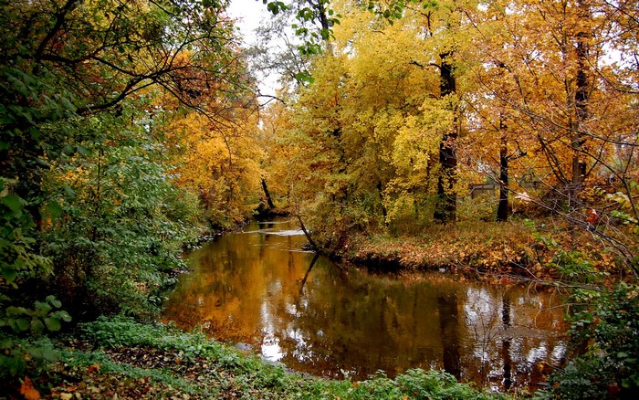 River flowing through an autumn forest