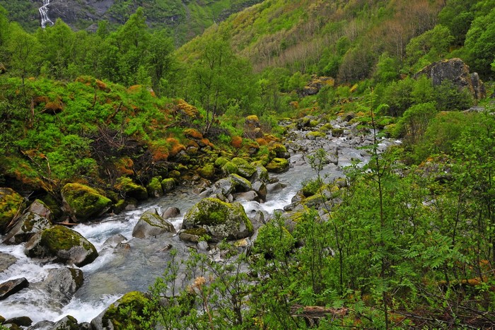 Rocky mountain stream with lush green vegetation