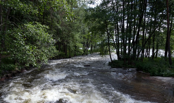 A river flows through a forest