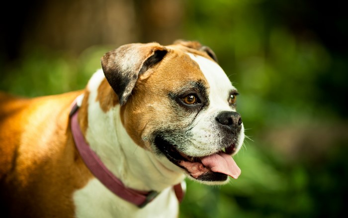 Boxer dog with pink collar in green foliage