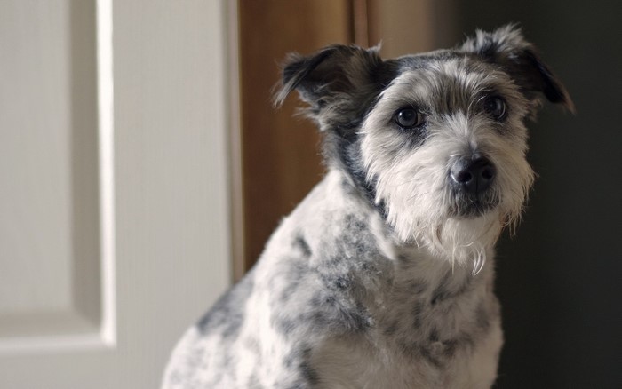 A scruffy terrier mix dog with gray and white fur