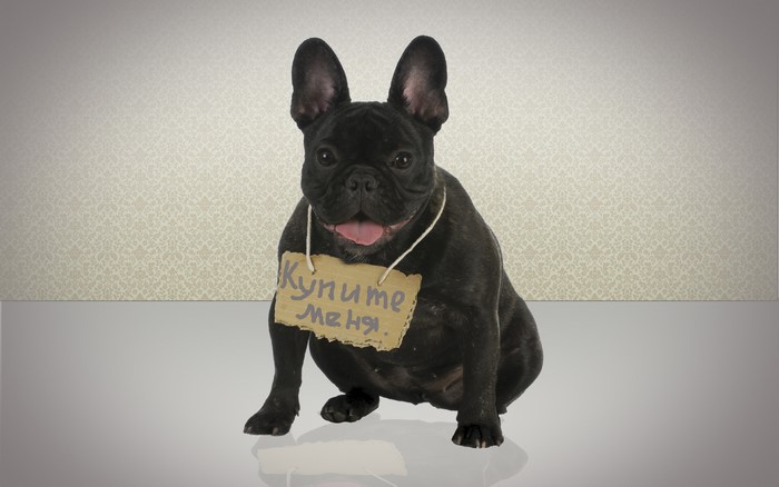 Black French Bulldog with a "Buy Me" sign