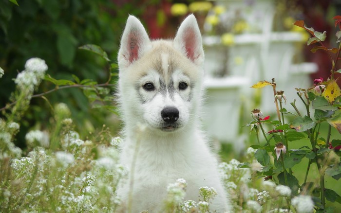 Husky puppy sitting in flowers
