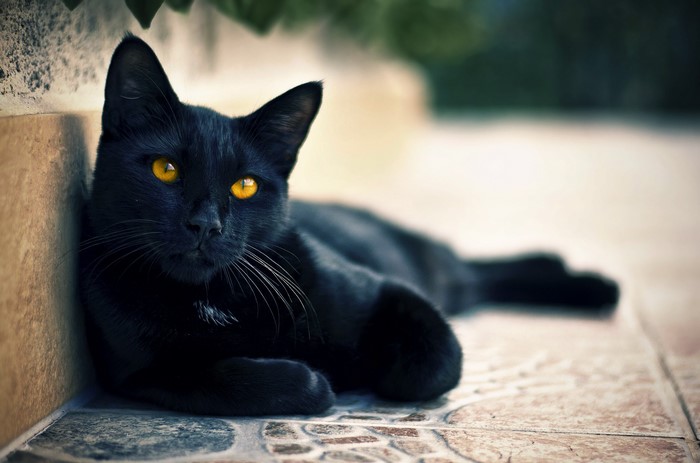 Black cat with yellow eyes lying down