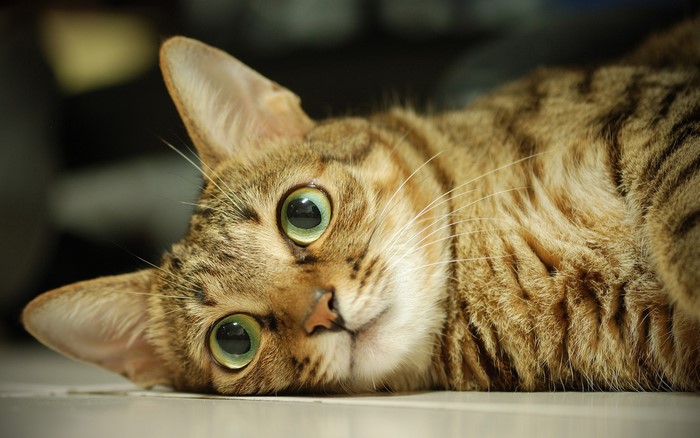 Close-up of a tabby cat lying down