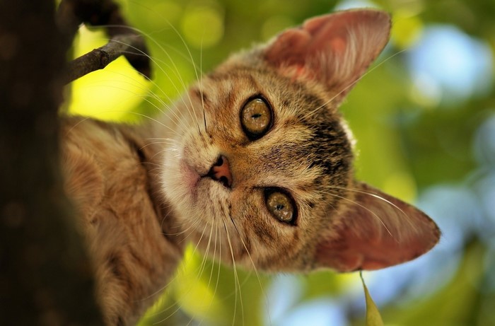 A tabby kitten peeking from a tree