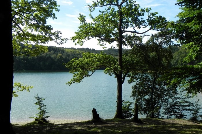 Lake surrounded by trees on a sunny day