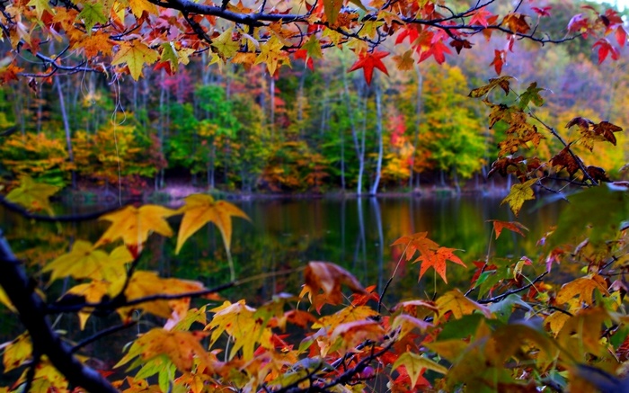 Autumn leaves frame a tranquil lake and forest