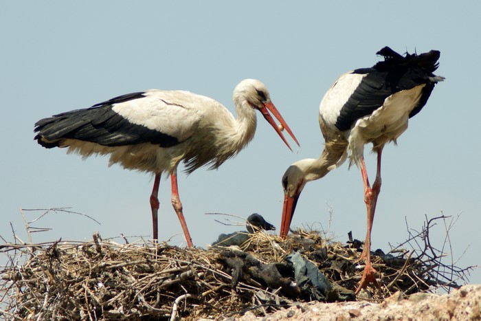 Two storks in a nest with chicks