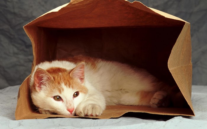Orange and white cat in a brown paper bag