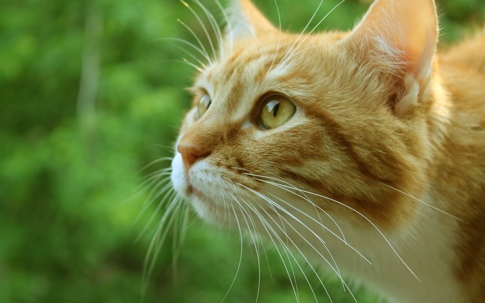 Close-up of an orange tabby cat's face