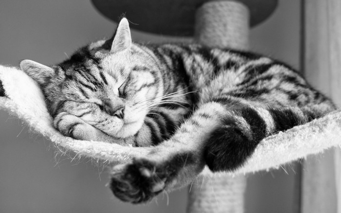 Tabby cat sleeping on a cat tree
