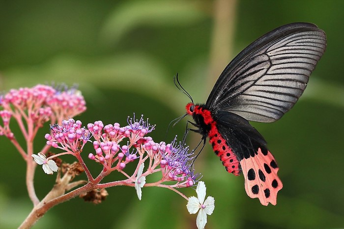 Red and black butterfly on pink flowers