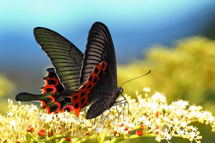Black butterfly with red and green markings on a flower