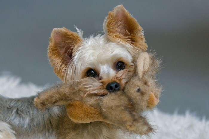 Yorkshire Terrier holding a stuffed rabbit toy