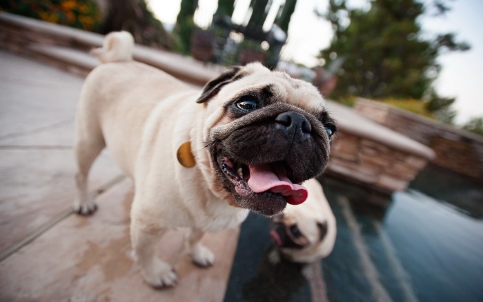 Two Pugs by a Pool