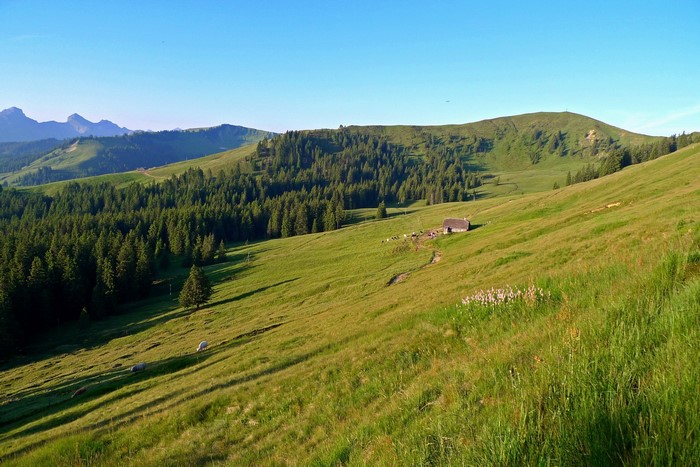 Alpine meadow with a small hut and sheep in Switzerland