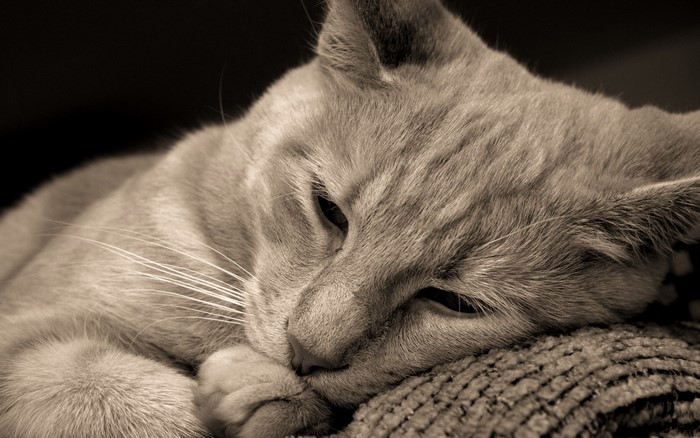 Sepia toned close-up of a cat resting