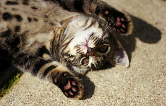 Tabby kitten lying on its back on concrete