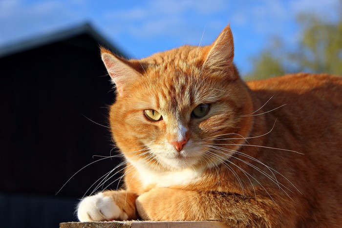 Orange tabby cat with green and yellow eyes